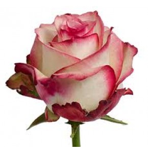 ΤΡΙΑΝΤΑΦΥΛΛΑ ΔΙΧΡΩΜΑ 40εκ. ROSEN  PALOMA 40cm.